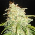 Critical Yumbolt